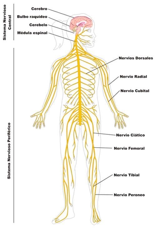 Trastornos nerviosos - causas, efectos y tratamientos naturales - Imagen 1
